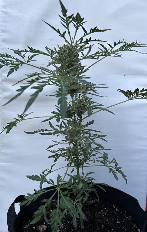 Mut-ant. Week 9