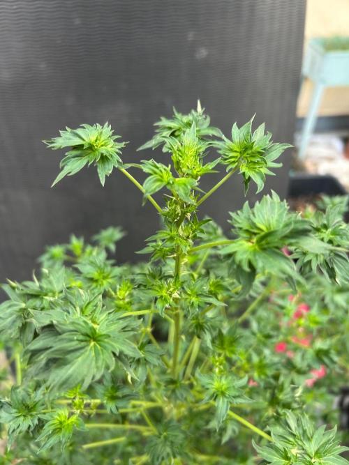 Mut-ant. Week 10