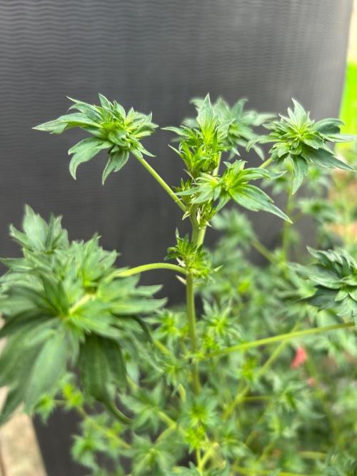 Mut-ant. Week 10