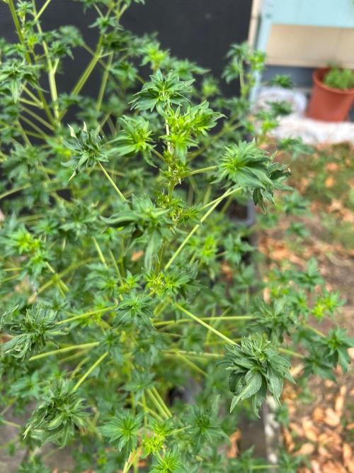 Mut-ant. Week 10