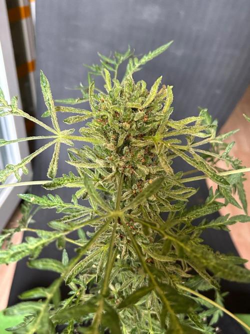 Mut-ant. Week 10