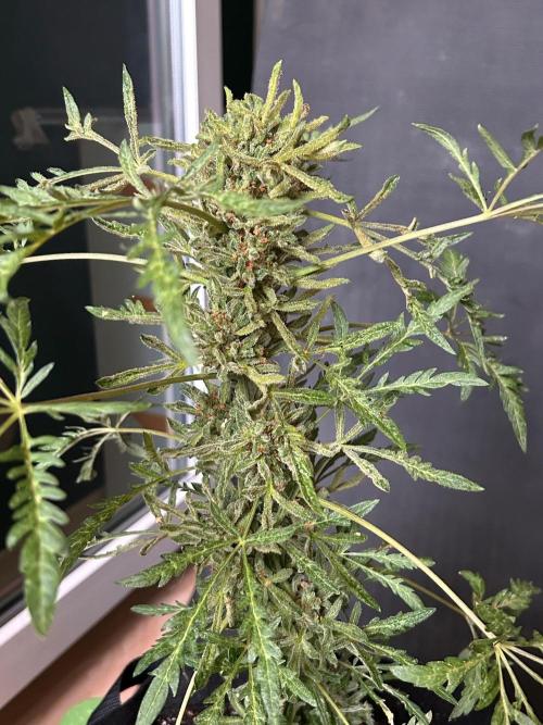 Mut-ant. Week 10