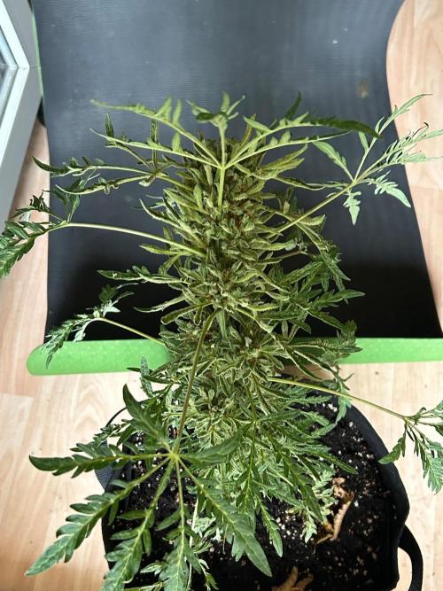 Mut-ant. Week 10