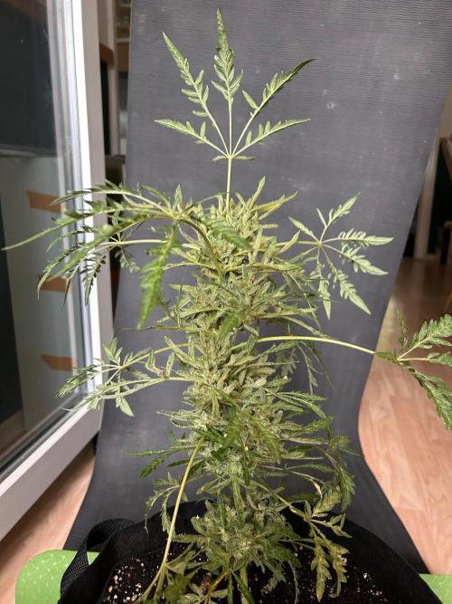 Mut-ant. Week 10