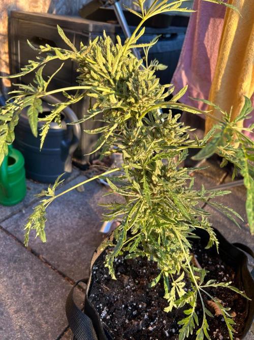 Mut-ant. Week 12