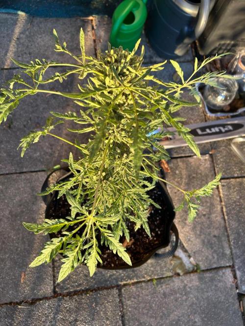 Mut-ant. Week 12