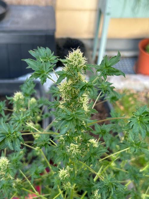 Mut-ant. Week 13