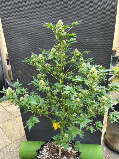 Mut-ant. Week 14