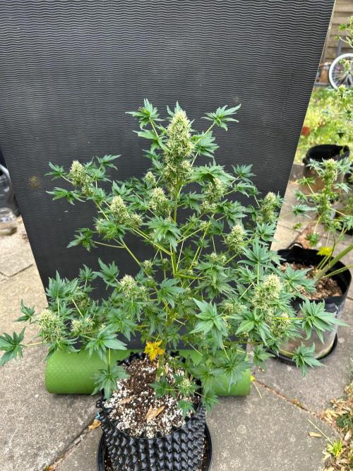 Mut-ant. Week 14