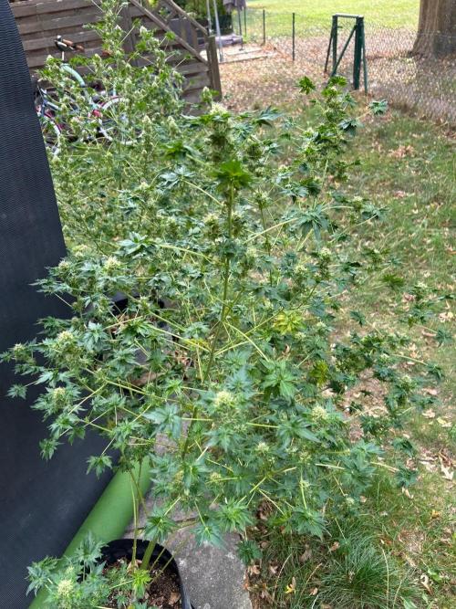 Mut-ant. Week 14