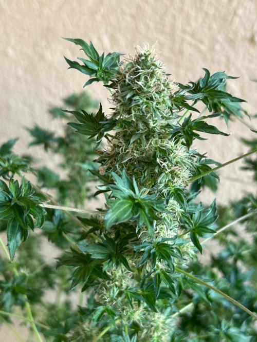 Mut-ant. Week 15