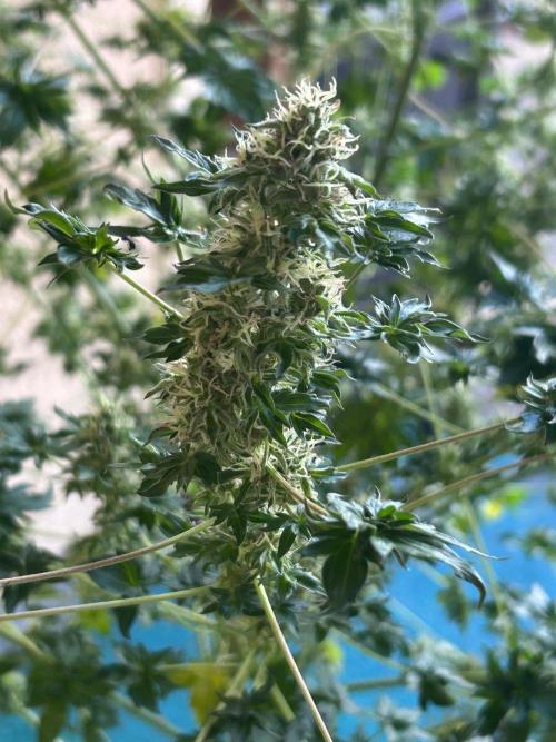 Mut-ant. Week 15