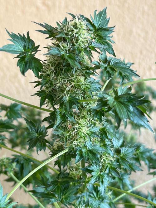 Mut-ant. Week 15