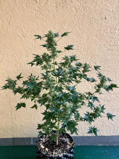 Mut-ant. Week 15