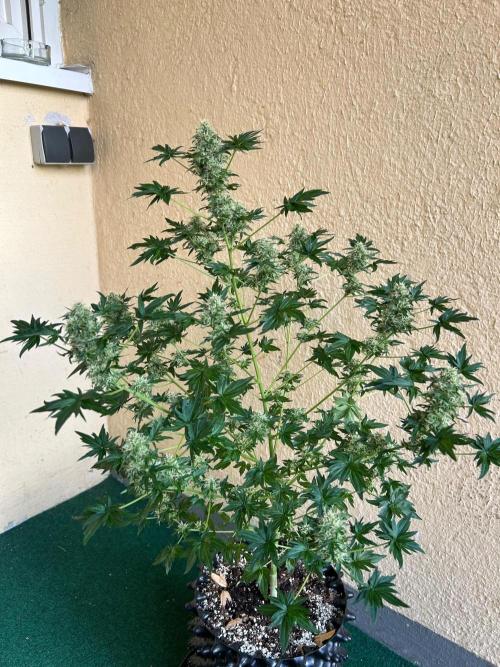 Mut-ant. Week 15