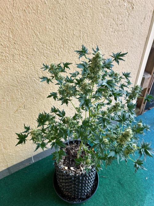 Mut-ant. Week 15
