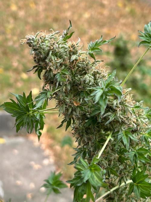 Mut-ant. Week 17