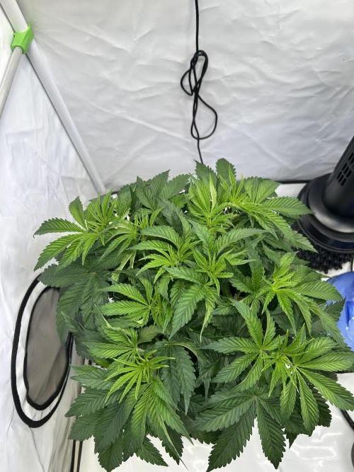 The Grow. Week 4 - Boof