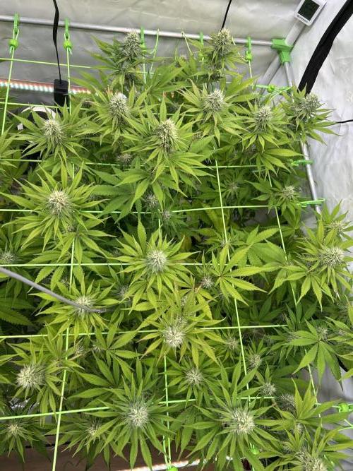 Blue Zuschi- Gnome & Sluricane- In House. Week 10
