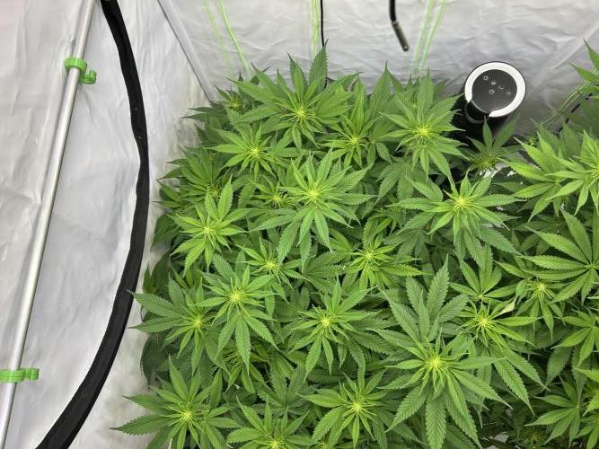 Blue Zuschi- Gnome & Sluricane- In House. Week 8