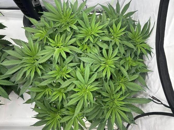 Blue Zuschi- Gnome & Sluricane- In House. Week 6 - Blue Zushi