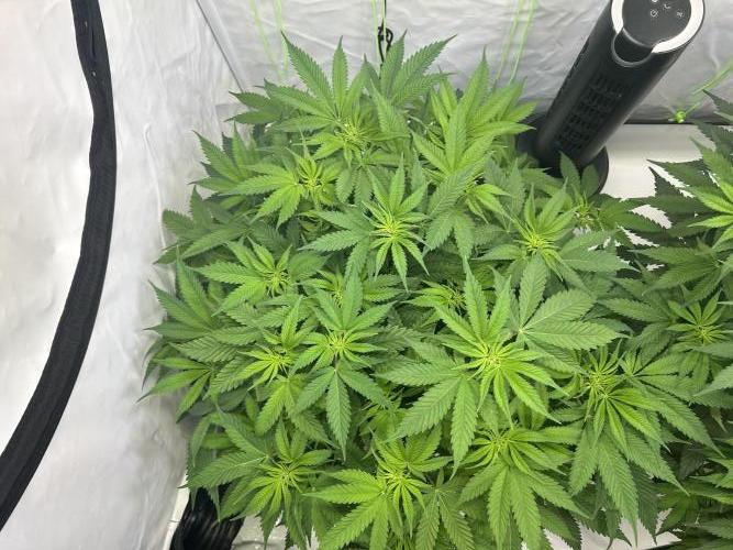 Blue Zuschi- Gnome & Sluricane- In House. Week 7 - Sluricane #7