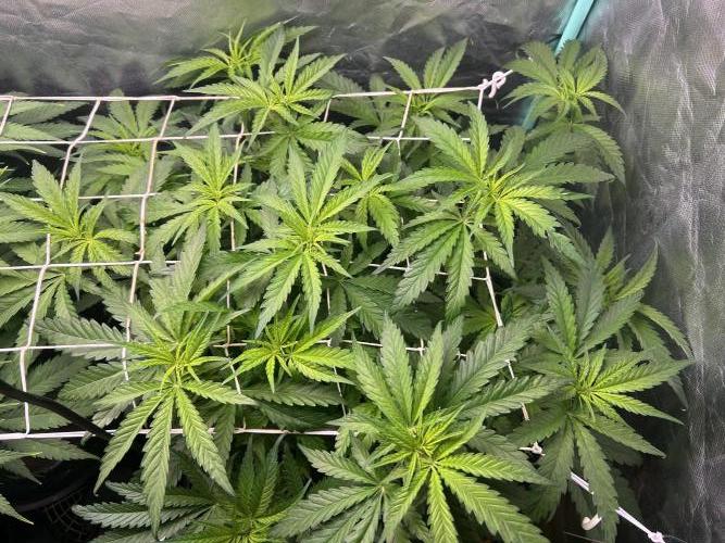 Sour Diesel - RQS & Blue Dream- Humbold. Week 7 - Sour Diesel