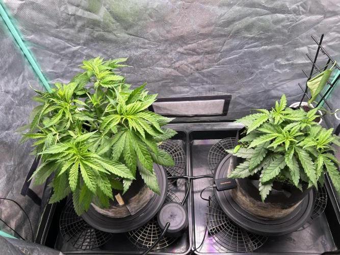 Sour Diesel - RQS & Blue Dream- Humbold. Week 4