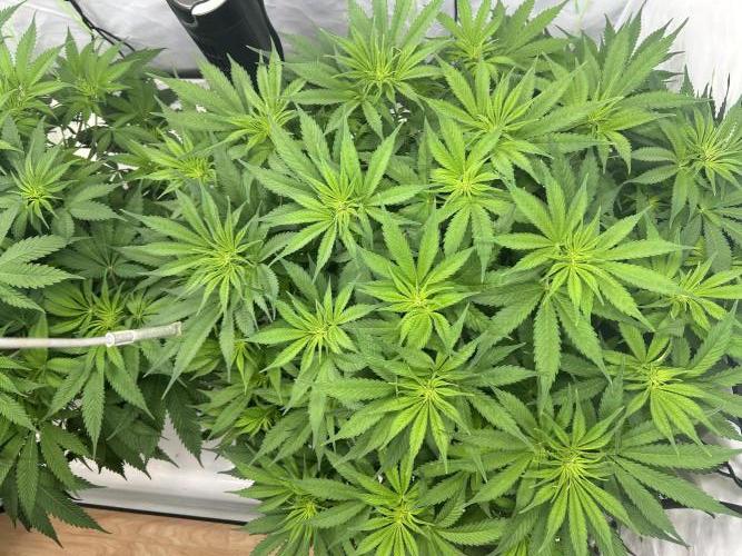 Blue Zuschi- Gnome & Sluricane- In House. Week 7 - Blue Zuschi 