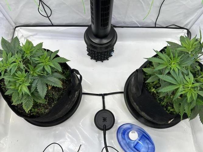Blue Zuschi- Gnome & Sluricane- In House. Week 4