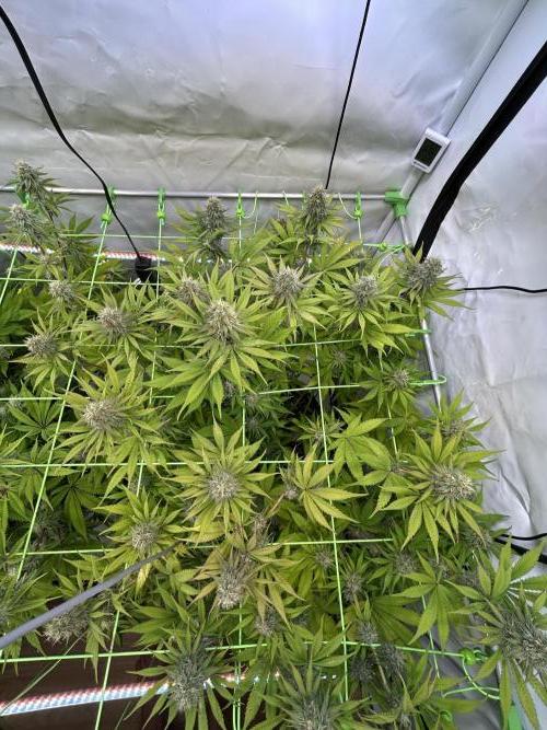 Blue Zuschi- Gnome & Sluricane- In House. Week 11 - Blue Zushi