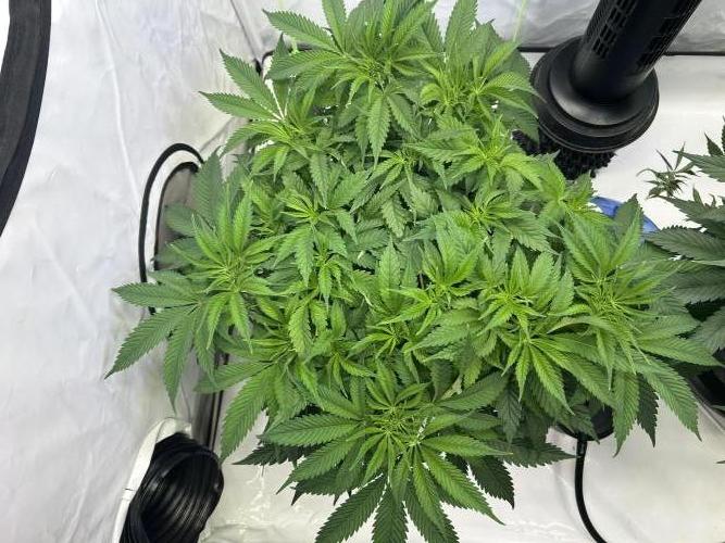 Blue Zuschi- Gnome & Sluricane- In House. Week 6 - Sluricane #7