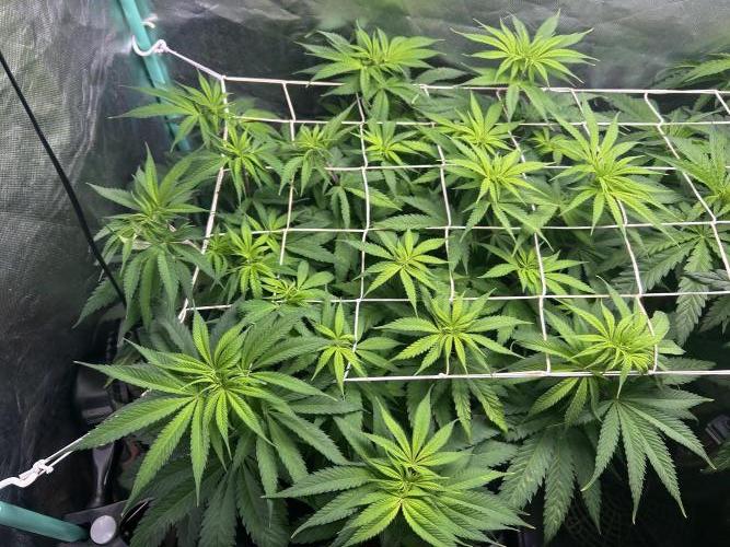 Sour Diesel - RQS & Blue Dream- Humbold. Week 7 - Blue Dream