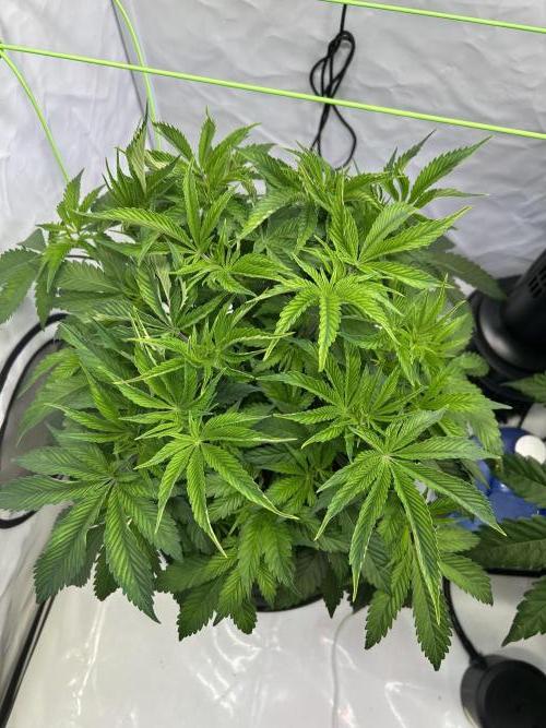 The Grow. Week 5 - Boof