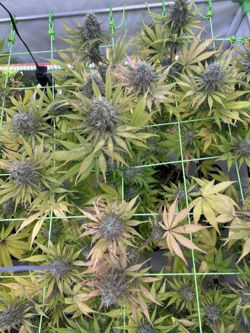 Blue Zuschi- Gnome & Sluricane- In House. Week 12
