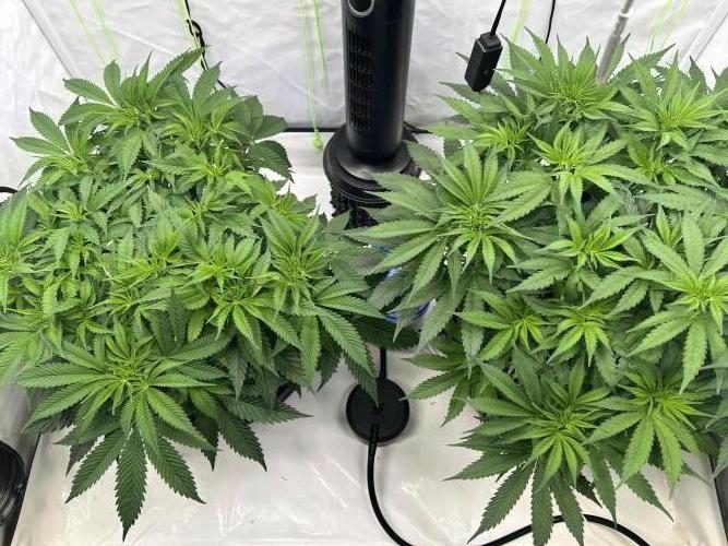 Blue Zuschi- Gnome & Sluricane- In House. Week 6