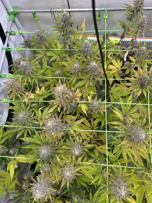 Blue Zuschi- Gnome & Sluricane- In House. Week 12