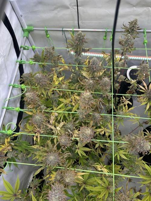 Blue Zuschi- Gnome & Sluricane- In House. Week 13