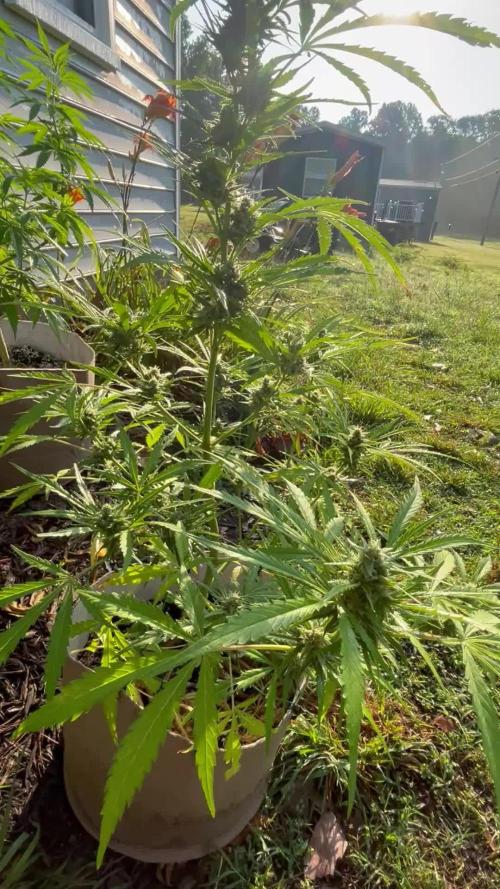 1st grow! Northern lights outdoors in VA