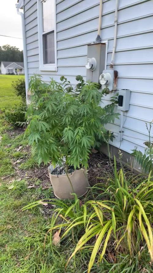 1st grow! Northern lights outdoors in VA