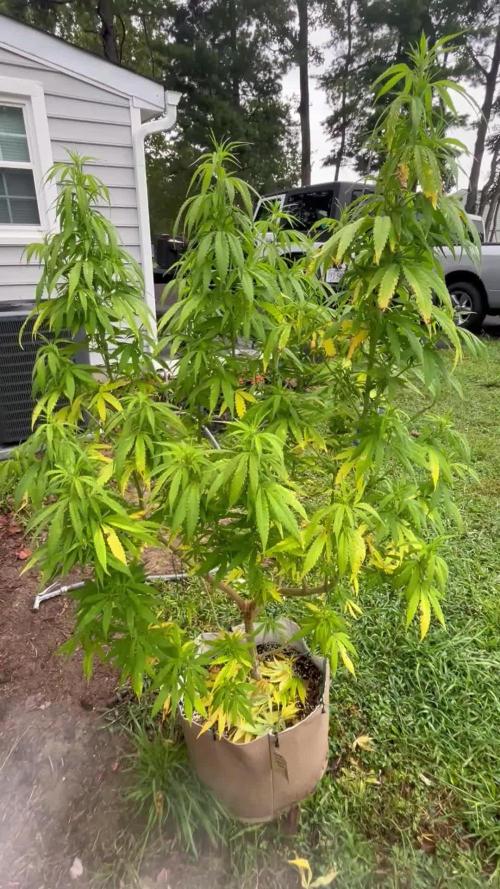 1st grow! Northern lights outdoors in VA