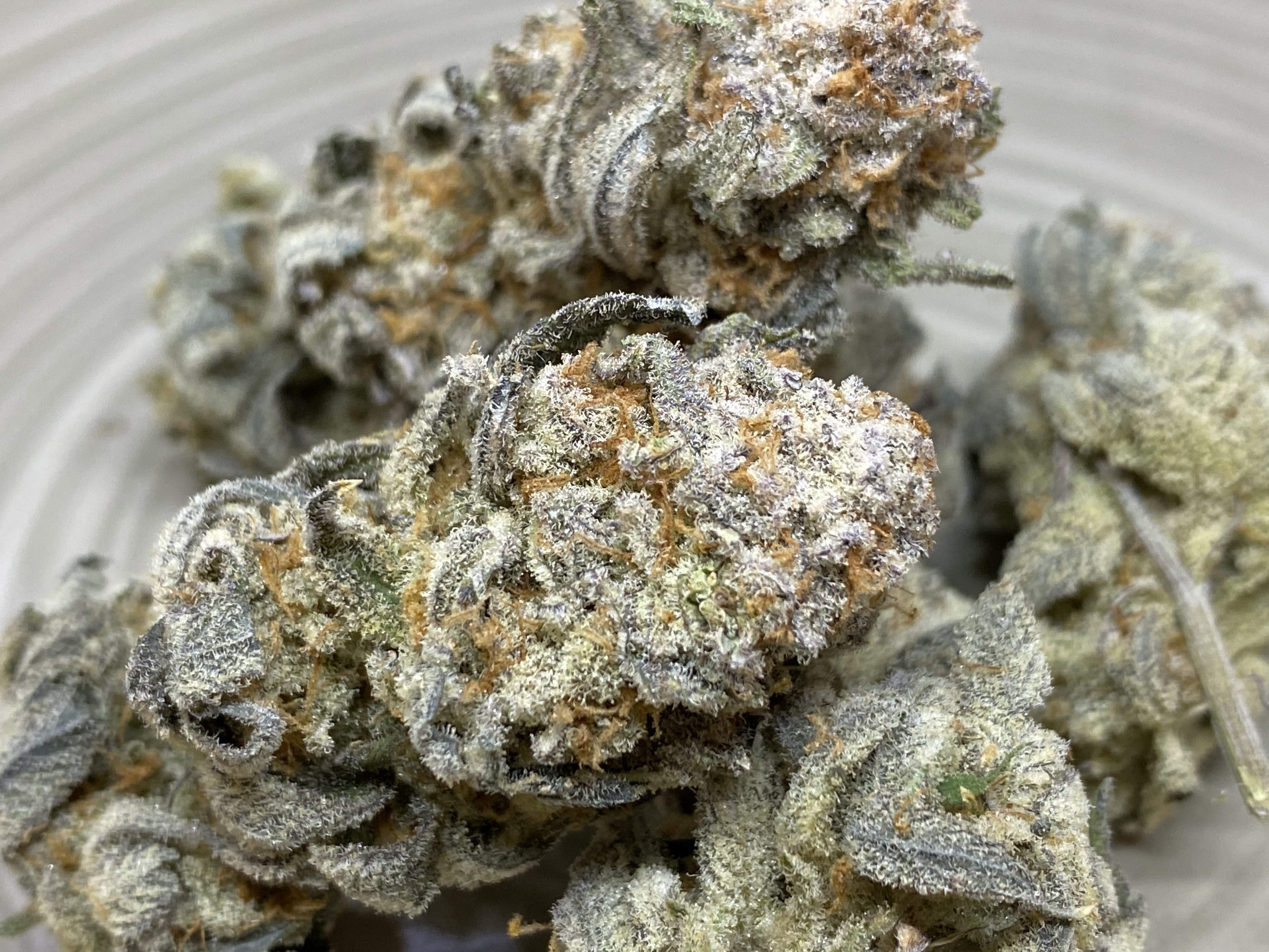 In House Genetics Sugar Cane grow diary (journal) harvest15 by Trichome