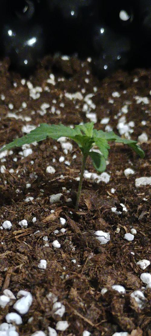 Auto Desfran (DP). Week 4