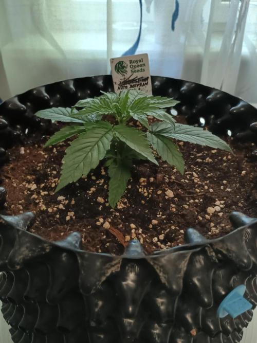 Auto Desfran (DP). Week 4