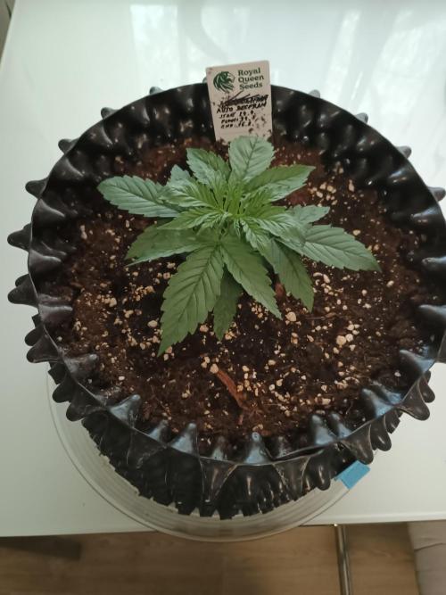 Auto Desfran (DP). Week 4