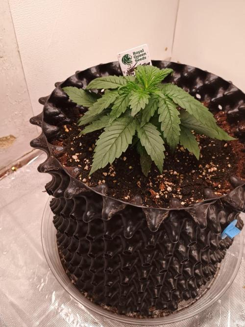 Auto Desfran (DP). Week 4