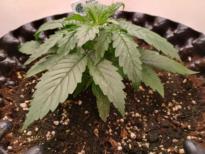 Auto Desfran (DP). Week 4