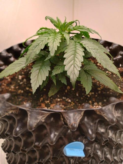 Auto Desfran (DP). Week 4