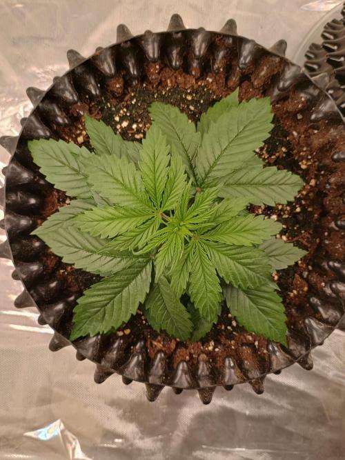 Auto Desfran (DP). Week 4