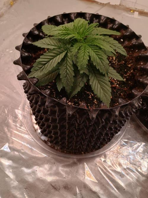 Auto Desfran (DP). Week 4